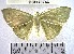 (Geometridae_incertae_sedis sp. 58YB - YB-BCI170746)  @11 [ ] No Rights Reserved  Unspecified Unspecified