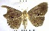  (Dyomyx sp. 1YB - YB-BCI171671)  @11 [ ] No Rights Reserved  Unspecified Unspecified