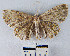  (Ergavia sp. 2YB - YB-BCI23432)  @13 [ ] No Rights Reserved  Unspecified Unspecified