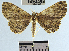  (Ergavia sp. 1YB nr. carinenta - YB-BCI40553)  @14 [ ] No Rights Reserved  Unspecified Unspecified