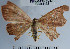  (Cyclophora sp. 3YB - YB-BCI41133)  @12 [ ] No Rights Reserved  Unspecified Unspecified