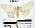  (Cyclophora Janzen264 - YB-BCI37692)  @14 [ ] No Rights Reserved  Unspecified Unspecified