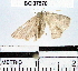  (Cyclophora sp. 4YB - YB-BCI37570)  @12 [ ] No Rights Reserved  Unspecified Unspecified