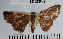  (Oruza sp. 1YB - YB-BCI31707)  @12 [ ] No Rights Reserved  Unspecified Unspecified