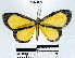  (Smicropus ochra - YB-BCI35820)  @14 [ ] No Rights Reserved  Unspecified Unspecified