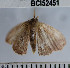  (Cyclophora sp. 5YB - YB-BCI52451)  @12 [ ] No Rights Reserved  Unspecified Unspecified