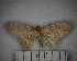  (Cyclophora sp. 6YB - YB-BCI182870)  @11 [ ] No Rights Reserved  Unspecified Unspecified