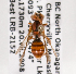  (Nomada bc6 - LRBBC1291)  @12 [ ] CreativeCommons - Attribution Non-Commercial Share-Alike (2009) L.R.Best York University