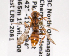  (Nomada nigrociliata - LRBBC1292)  @12 [ ] CreativeCommons - Attribution Non-Commercial Share-Alike (2009) L.R.Best York University