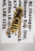  (Nomada bc32 - LRBBC1298)  @13 [ ] CreativeCommons - Attribution Non-Commercial Share-Alike (2009) L.R.Best York University