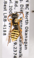  (Nomada sp. 11 - LRBBC1301)  @13 [ ] CreativeCommons - Attribution Non-Commercial Share-Alike (2009) L.R.Best York University