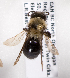  (Andrena transnigra - LRBBC1660)  @15 [ ] CreativeCommons - Attribution Non-Commercial Share-Alike (2009) L.R.Best York University