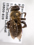  (Andrena melandrena1 - LRBBC1665)  @11 [ ] CreativeCommons - Attribution Non-Commercial Share-Alike (2009) L.R.Best York University
