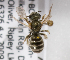  (Halictus confusus2 - LRBBC1672)  @13 [ ] CreativeCommons - Attribution Non-Commercial Share-Alike (2010) L.R.Best York University