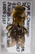  (Andrena striatifrons - LRBBC1867)  @13 [ ] CreativeCommons - Attribution Non-Commercial Share-Alike (2010) L.R.Best York University
