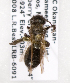  (Andrena merriami - LRBBC1885)  @13 [ ] CreativeCommons - Attribution Non-Commercial Share-Alike (2010) L.R.Best York University