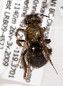  (Andrena berberidis - LRBBC1897)  @14 [ ] CreativeCommons - Attribution Non-Commercial Share-Alike (2010) L.R.Best York University