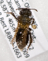  (Andrena misella - LRBBC1898)  @14 [ ] CreativeCommons - Attribution Non-Commercial Share-Alike (2010) L.R.Best York University