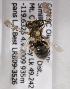  (Andrena gordoni - LRBBC1913)  @13 [ ] CreativeCommons - Attribution Non-Commercial Share-Alike (2010) L.R.Best York University