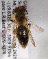  (Andrena porterae - LRBBC1916)  @14 [ ] CreativeCommons - Attribution Non-Commercial Share-Alike (2010) L.R.Best York University