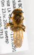  (Andrena prunorum - LRBBC1922)  @14 [ ] CreativeCommons - Attribution Non-Commercial Share-Alike (2010) L.R.Best York University