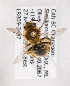  (Andrena salicifloris - LRBBC1943)  @14 [ ] CreativeCommons - Attribution Non-Commercial Share-Alike (2010) L.R.Best York University