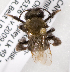  (Andrena lawrencei - LRBBC1952)  @14 [ ] CreativeCommons - Attribution Non-Commercial Share-Alike (2010) L.R.Best York University