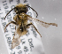  (Andrena schuhi - LRBBC1965)  @14 [ ] CreativeCommons - Attribution Non-Commercial Share-Alike (2010) L.R.Best York University