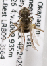  (Andrena candidiformis - LRBBC1982)  @14 [ ] CreativeCommons - Attribution Non-Commercial Share-Alike (2010) L.R.Best York University