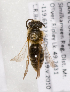  (Andrena BC4 - LRBBC2534)  @11 [ ] CreativeCommons - Attribution Non-Commercial Share-Alike (2009) L.R.Best York University