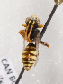  (Nomada bc23 - LRBBC2545)  @13 [ ] CreativeCommons - Attribution Non-Commercial Share-Alike (2009) L.R.Best York University