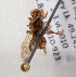  (Nomada bc22 - LRBBC2546)  @13 [ ] CreativeCommons - Attribution Non-Commercial Share-Alike (2009) L.R.Best York University