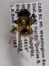  (Andrena BC9 - LRBBC2603)  @11 [ ] CreativeCommons - Attribution Non-Commercial Share-Alike (2009) L.R.Best York University