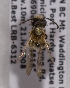  (Andrena hemileuca - LRBBC2605)  @14 [ ] CreativeCommons - Attribution Non-Commercial Share-Alike (2009) L.R.Best York University