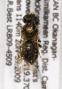  (Andrena thysandrena1 - LRBBC2612)  @13 [ ] CreativeCommons - Attribution Non-Commercial Share-Alike (2009) L.R.Best York University