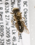  (Andrena BC25 - LRBBC2619)  @11 [ ] CreativeCommons - Attribution Non-Commercial Share-Alike (2009) L.R.Best York University