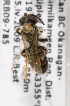  (Andrena BC31 - LRBBC2625)  @11 [ ] CreativeCommons - Attribution Non-Commercial Share-Alike (2009) L.R.Best York University