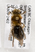  (Andrena BC33 - LRBBC2627)  @11 [ ] CreativeCommons - Attribution Non-Commercial Share-Alike (2009) L.R.Best York University