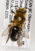  (Andrena BC34 - LRBBC2628)  @11 [ ] CreativeCommons - Attribution Non-Commercial Share-Alike (2009) L.R.Best York University