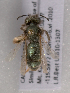  (Andrena evoluta - LRBBC2674)  @13 [ ] CreativeCommons - Attribution Non-Commercial Share-Alike (2009) L.R.Best York University