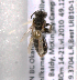  (Andrena BC5 - LRBBC2689)  @11 [ ] CreativeCommons - Attribution Non-Commercial Share-Alike (2009) L.R.Best York University