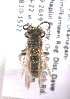  (Andrena scaphandrena5 - LRBBC2708)  @13 [ ] CreativeCommons - Attribution Non-Commercial Share-Alike (2009) L.R.Best York University