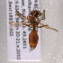  (Nomada BC05 - LRBBC2724)  @13 [ ] CreativeCommons - Attribution Non-Commercial Share-Alike (2009) L.R.Best York University