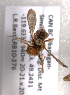  (Nomada bc3 - LRBBC2731)  @12 [ ] CreativeCommons - Attribution Non-Commercial Share-Alike (2009) L.R.Best York University