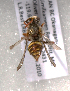  (Nomada bc2 - LRBBC2733)  @12 [ ] CreativeCommons - Attribution Non-Commercial Share-Alike (2009) L.R.Best York University