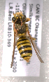 (Nomada bc29 - LRBBC2734)  @13 [ ] CreativeCommons - Attribution Non-Commercial Share-Alike (2009) L.R.Best York University