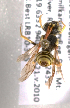  (Nomada bc5 - LRBBC2743)  @13 [ ] CreativeCommons - Attribution Non-Commercial Share-Alike (2009) L.R.Best York University