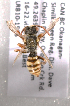  (Nomada bc24 - LRBBC2750)  @13 [ ] CreativeCommons - Attribution Non-Commercial Share-Alike (2009) L.R.Best York University