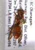  (Nomada bc4 - LRBBC2755)  @12 [ ] CreativeCommons - Attribution Non-Commercial Share-Alike (2009) L.R.Best York University