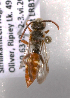  (Nomada rhodomelas - LRBBC2807)  @14 [ ] CreativeCommons - Attribution Non-Commercial Share-Alike (2009) L.R.Best York University